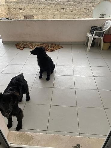 it sahiblenme: 5 ay, Dişi — 10