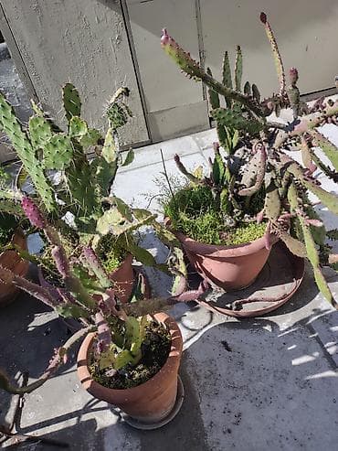 otaq bitkileri: Məhsul: Saksi içində müxtəlif kaktuslar - Növlər: Opuntia (nopal — 5