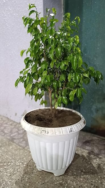 Комнатные растения: Dekorativ Fikus (Ficus benjamina) dibçəkdə. Parlaq yaşıl, sıx — 4