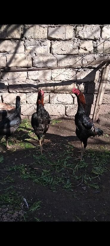 Heyratı beçə satılır cins heyvandı hələ tam ayılmayıb heyvanan başı — 8