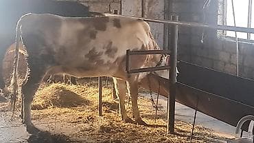 Mal-qara: Dişi, Simental, il: 3, 450 kq — 3