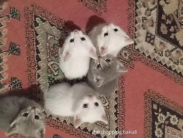 Satılır Pişik balaları – ağ və boz rənglərdə, yumşaq tüklü, qısa tüklü — 1