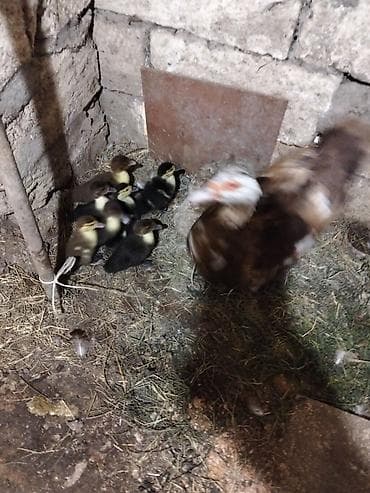 Kənd təsərrüfatı quşları: Zümrüdu.krasnadar.lal.ördek.7.bala.15.günnuy.bir.ana.satılır - Cins — 1