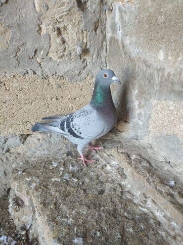 домики для собак: Mayadırlar — 6