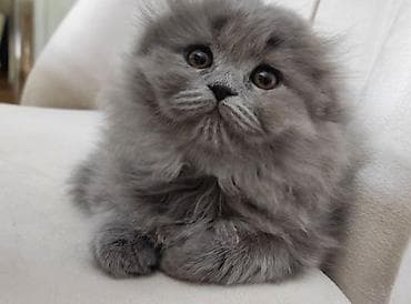 qoyun heyvan: Şotland — 2