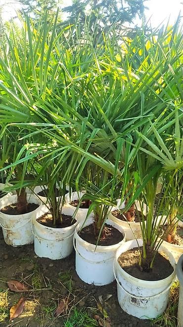 dibcek qablarin satisi: Palma agaclari sifariş üçün əlaqə saxlaya bilərsiz whatsapp aktivdir — 2