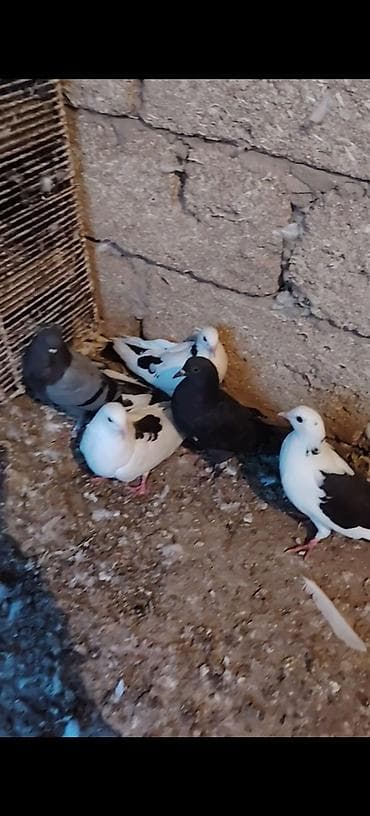 galaxy fold qiymeti: 5 quwdu hamisi bir yerde 15 bal. Tek tek qiymet ferqli qiymet — 3