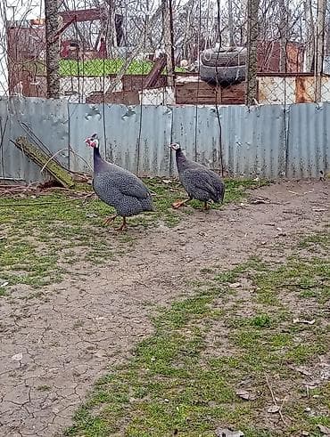 korella quş: Erkey fərə firəng toyuğlari cutu 35azn,unvan Şamaxi. Pintadyan — 2