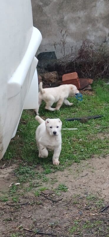 it zəncir: Alabay, 2 ay, Dişi, Peyvəndli, Ödənişli çatdırılma — 2