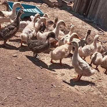 zümrüd ördək: Satilir təxmini 1ayliqdir Məhsul: Ördək balaları (mix rəngli, ağ və — 5