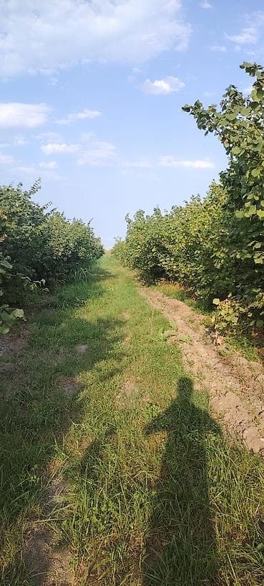 Fındıq bağçılığı – məhsuldar plantasiya at lalafo.az Fındıq bağçılığı – məhsuldar plantasiya