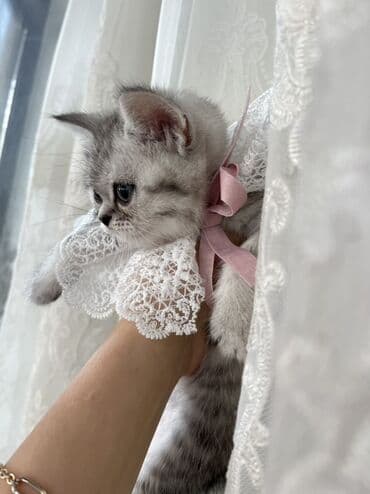 Şotland, Erkək, Dişi, Ünvandan götürmə