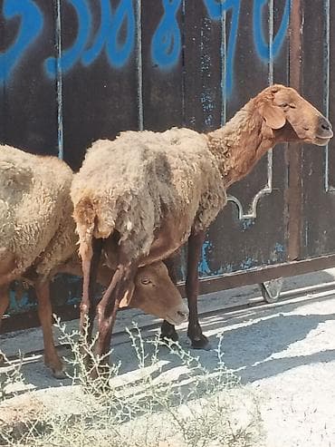 keci balasi: Qoyunlar – yerli cins, südlü-ət tipi - Şəkillərdəki sürüdən ana — 3