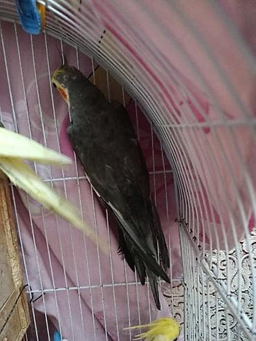 Digər heyvanlar: Nimfa (Cockatiel) papağanları – müxtəlif rənglər - Növ: Nimfa — 8