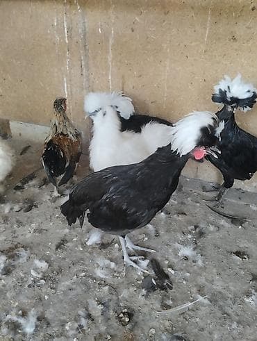 kənd cücəsi: Toyuq cücələri, Damazlıq — 10