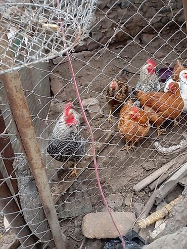 K/t heyvanları və malları: Təsvir: Xarqov xoruzu satilir 2ədəd ikisi 50manat — 5