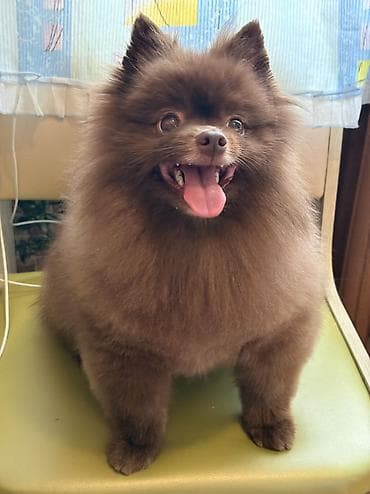 erkey quzular: Şpitz, 3 il, Erkek, Peyvəndli — 6