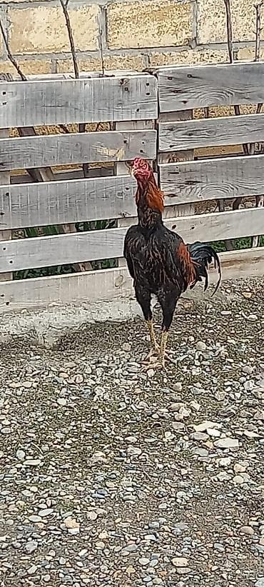 Salam real alicilar narahat etsin kul bece 100azn n biri 150 azn