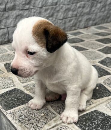собака цена: Cek rassel teryer, 1 ay, Ünvandan götürmə — 4