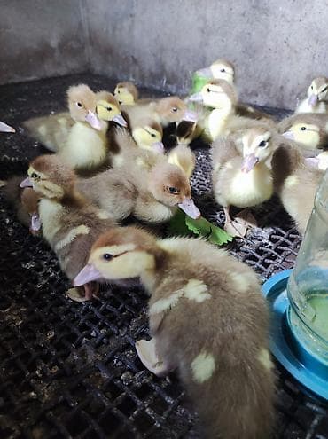 kuban qaz: Qaz cücələri, Damazlıq, Ünvandan götürmə — 4