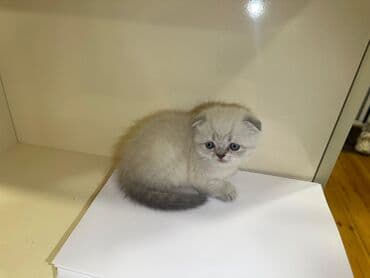 русская голубая кошка баку: Шотладская вислоухая, Самка, В добрые руки, Самовывоз, Бесплатная доставка, Платная доставка — 4