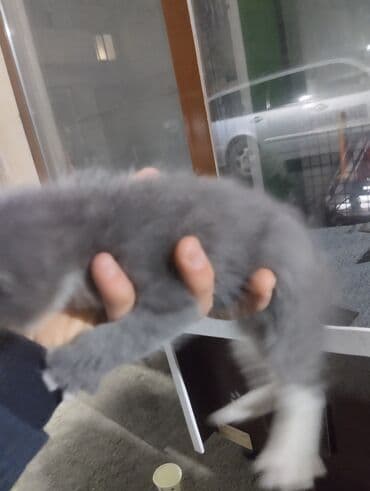 ağ pişiy: Erkək, Dişi, Yaxşı əllərə, Ünvandan götürmə — 4