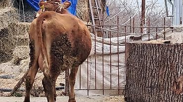 simental inekler satilir: Dişi, Simental, il: 3, 450 kq — 5