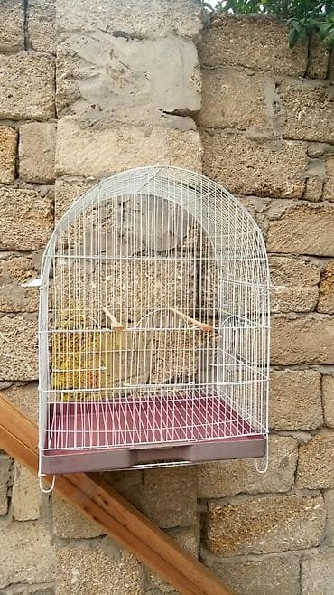 Taxta dirəkləri olan, ağ rəngli metal quş qəfəsi. Qəfəsin altında quş