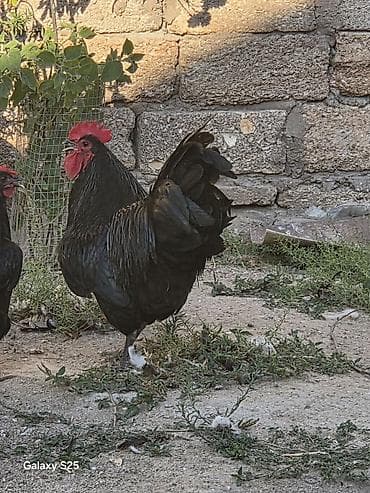 avstrolop xoruz: CİNS BRAMA TOYUGU İLƏ BARTER OLUNUR AVSTRALOP 8 AYLIG TAM SAGLAM — 4