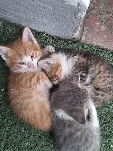 pişiy adları: Erkək, Dişi, Yaxşı əllərə, Ünvandan götürmə — 2