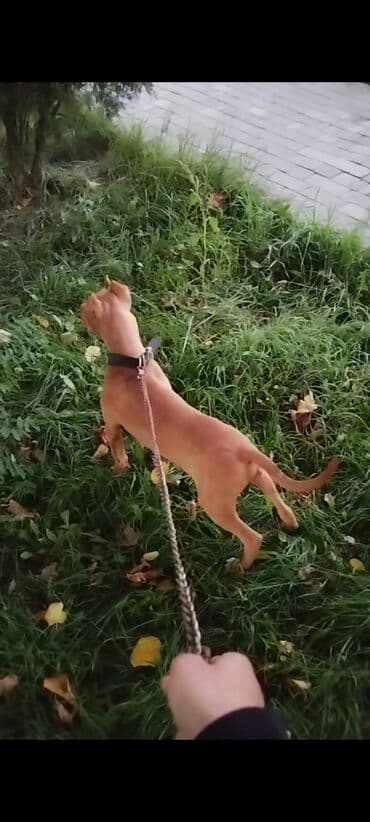 itler xaski: Pitbul, 6 ay, Erkek, Peyvəndli — 3