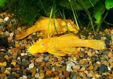 farel balıq: Qızılı Bristlenose Pleco (Ancistrus sp., “Antensiz”/“Sakalcı” som — 2