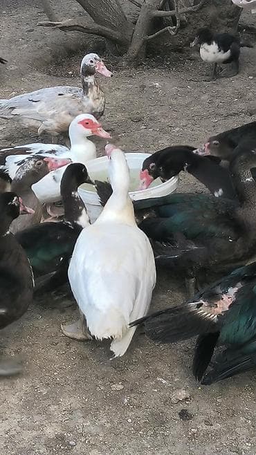 it satisi baki: Böyükler 6 ayliq 23 azn Balcalar 1 ayliq 10 azn Çox sayda alana — 2