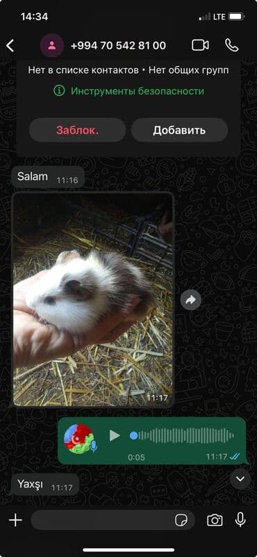 gəlincik heyvan: 3dene svinka erkekdiler 20gunluk tek 17man 2dene alana 15mandan 1ri — 2