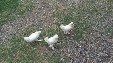 ağdam xoruzu gence: Курица, Для разведения — 3