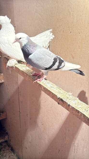 kirpi satisi: Ag bas maya satilir ciddi alicilar yazsin — 1