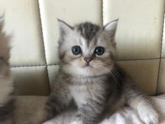 Şotland uzun tüklü, Erkək lalafo.az -da Şotland uzun tüklü, Erkək