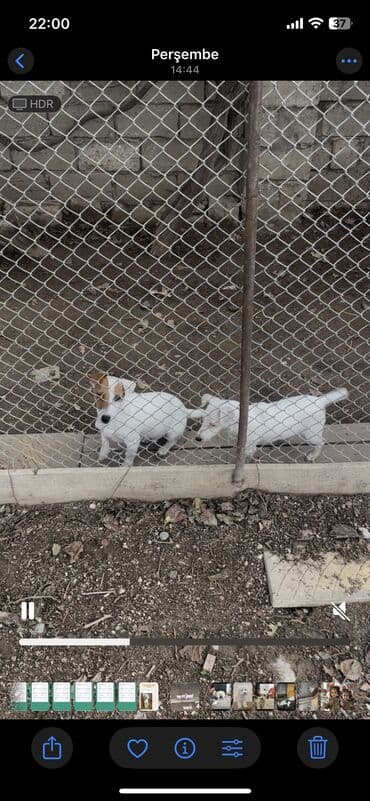 zvanok it: Cek rassel teryer, Peyvəndli — 7