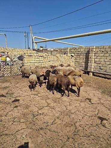 it bala: Satlıq qoyun sürüsü. Şəkillərdə bir neçə başdan ibarət sürü görünür — 1