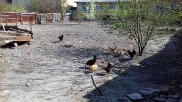 agdasda torpaq satilir teze: 7 sot, Mülkiyyətçi, Kupça (Çıxarış) — 3