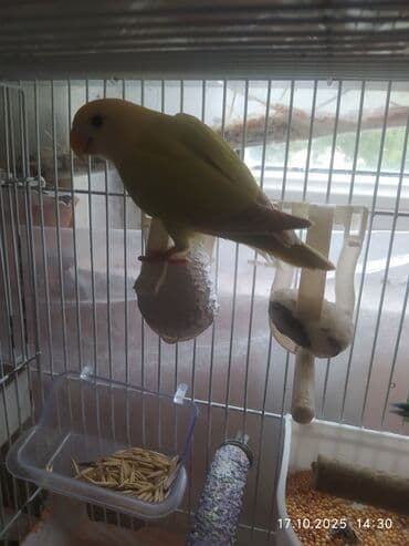попугай ара цена: Salam Fişer və Nerazlucniklər satılır. tək tək 60 man cütü 100 man — 7