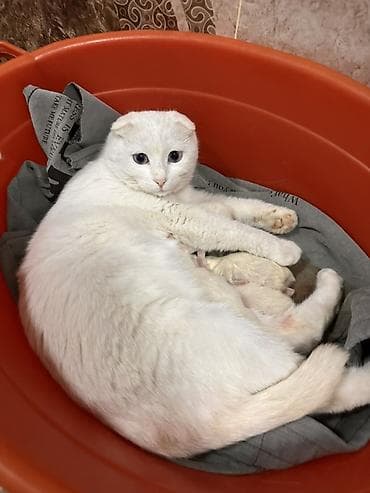 Gəmiricilər: Şotland yastı qulaq, Dişi — 2