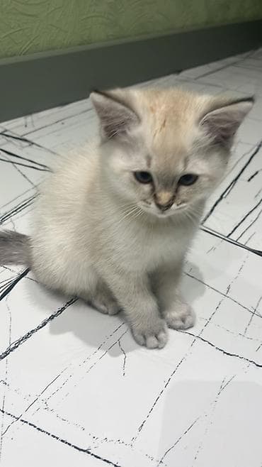 Balıqlar: Şinşilla, Erkək, Ünvandan götürmə — 3