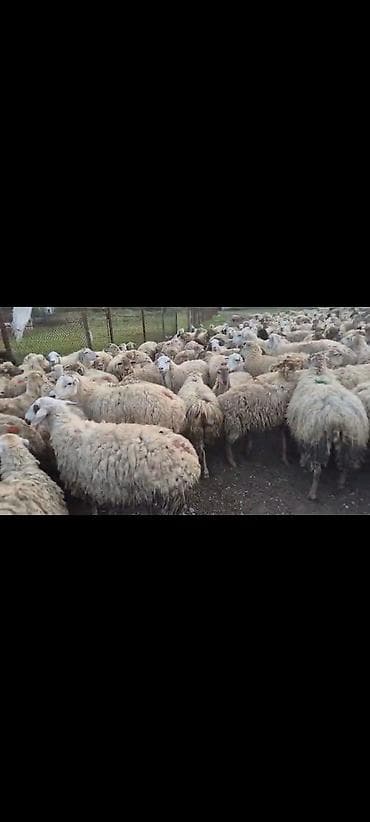 Satışda olan qoyunların hamısı boğazdı. Heyvanların saglamlıgına söz