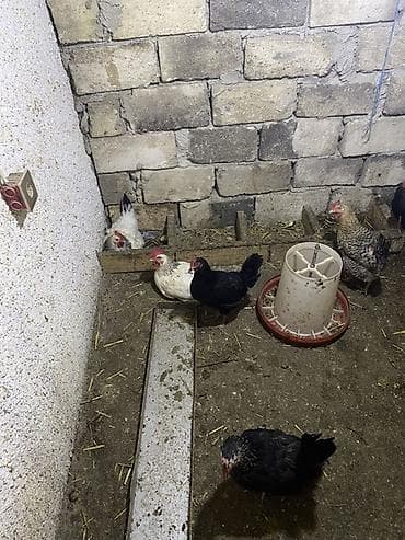 brama xoruz: Toyuq, Damazlıq — 2