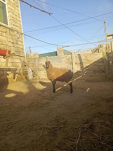 Птицы: Erkək quzu yağlı quzudu esl qurban kesmey ozunuz ucun kesmey — 3