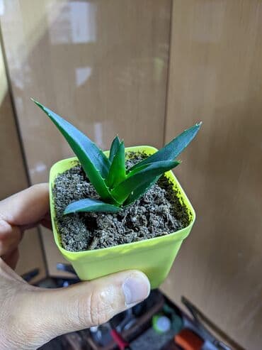 güller haqqında melumat: Sukkulentlər. Sağlam və dözümlü bitkilərdi. Uzun müddət susuz qala — 7