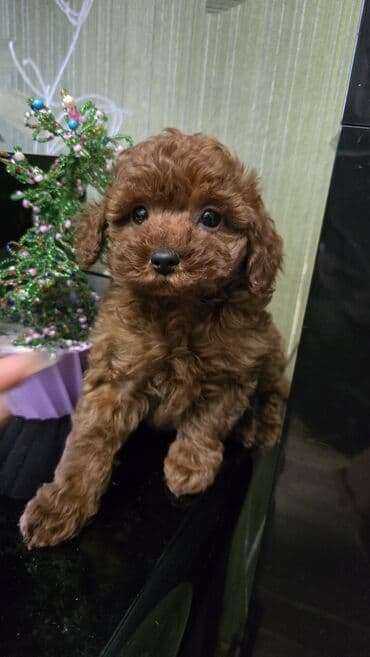 mini doberman: Pudel, 2 ay, Dişi, Ödənişli çatdırılma, Rayonlara çatdırılma — 1