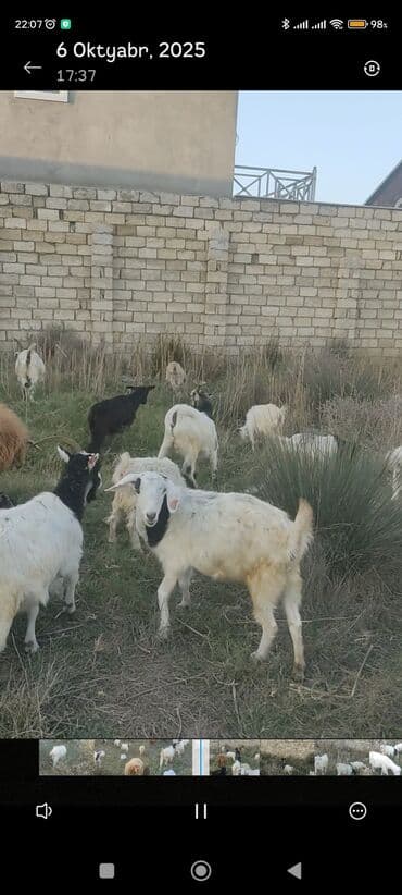 çəpiş əti: Keçi sürüsü - Növ: Qarışıq cinsli keçilər və bir neçə qoyun - Say — 4