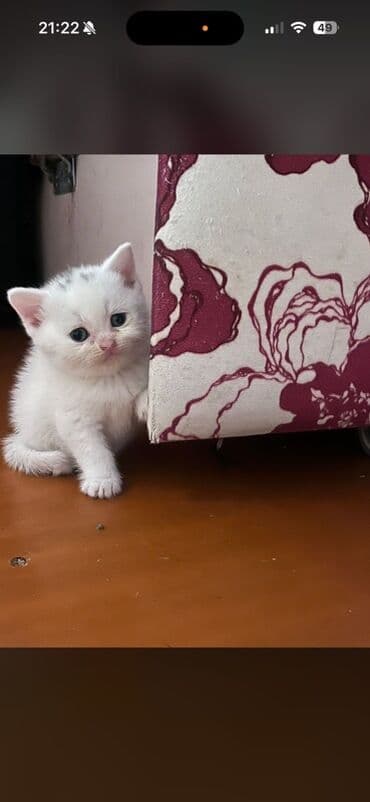 pişik satılır: Yaxşı əllərə — 1